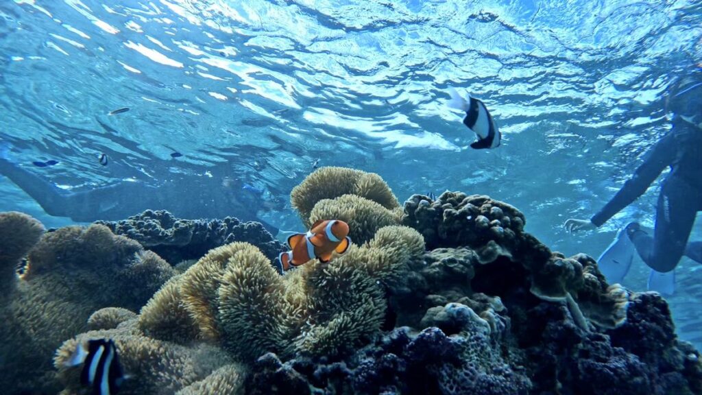 宮古島のサンゴ礁に生息する生物たち