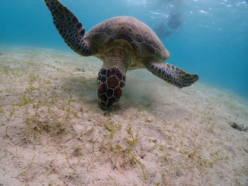 海藻を食べるアオウミガメ