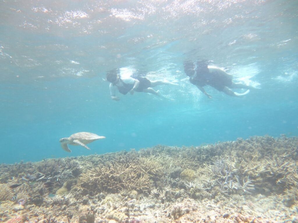 宮古島のウミガメとのエコツアー