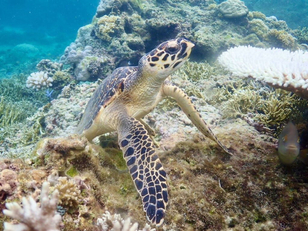 宮古島の海底はウミガメたちの楽園